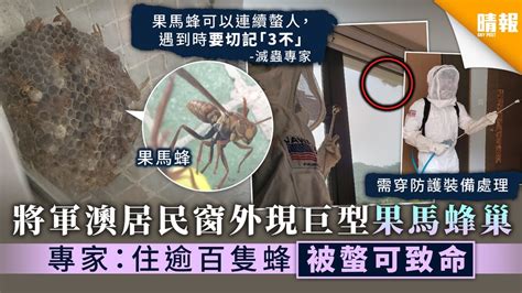 窗外有蜂巢|屋外驚見巨型蜂巢！港男急問：咩蜂？ 網民猜這惡蜂 最終咁解決